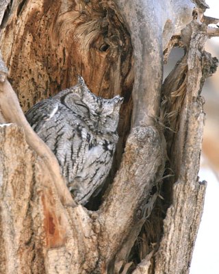 Western Screech Owl