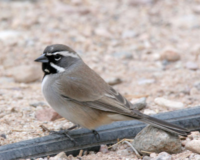 Black-throated Sparrow