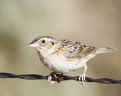 Grasshopper Sparrow