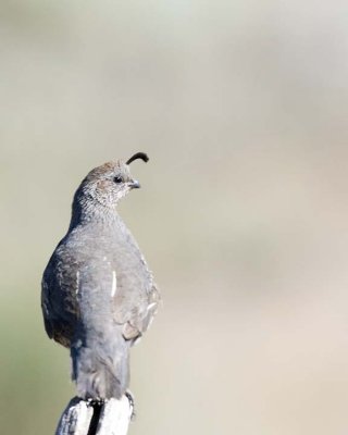 Calfornia Quail, female