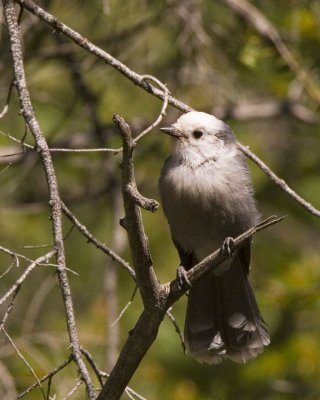 Gray Jay,  juv.