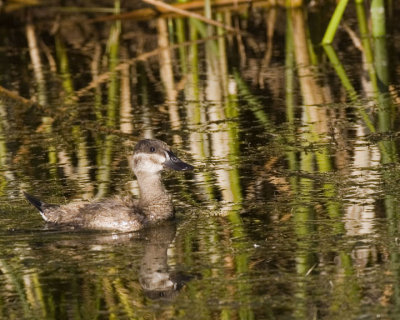 Rudy Duck, juv.