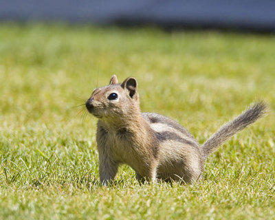 Golden Mantle Ground Squirrel