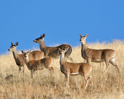 White-tailed Deer