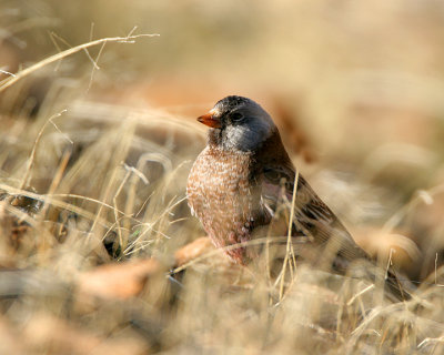 Gray-crowned Rosy Finch