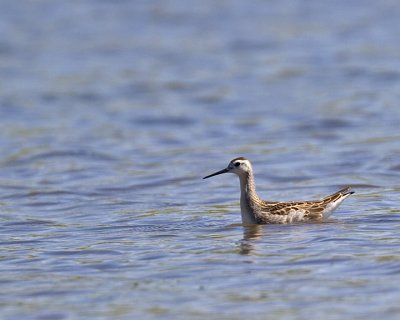 Wilsons Phalarope