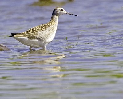 Wilson's Phalarope