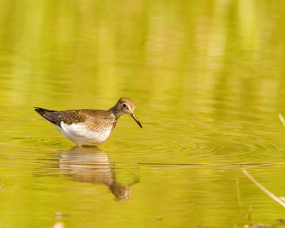 Solitary Sandpiper