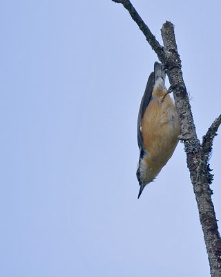 Red-breasted Nuthtch