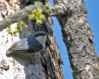 Pygmy Nuthatch