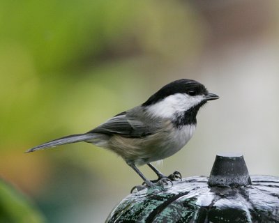 Black-capped Chickadee