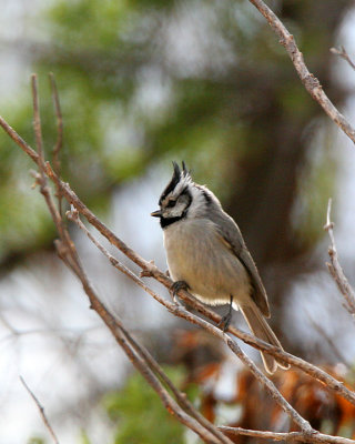 Bridled Titmouse
