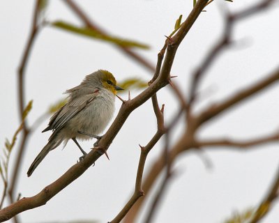 Verdin