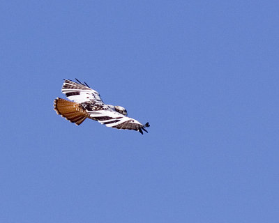 Red-tailed Hawk