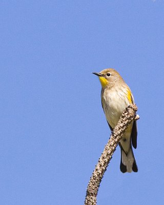 Yellow-rumped Warbler