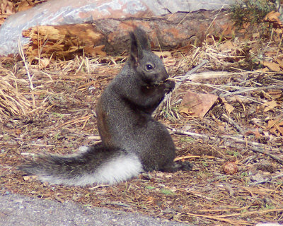 Abert's Squirrel