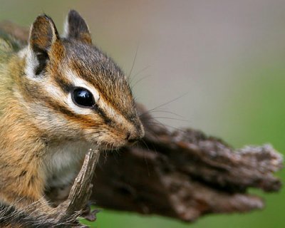 Chipmunk