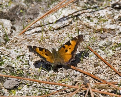 Tortoise Shell
