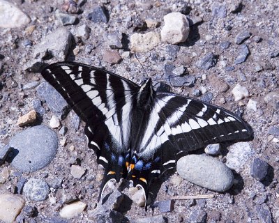  Western ? Swallowtail Butterfly