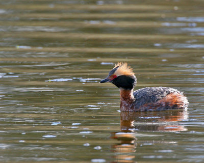 Horned Grebe