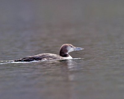 Common Loon, (juv.)