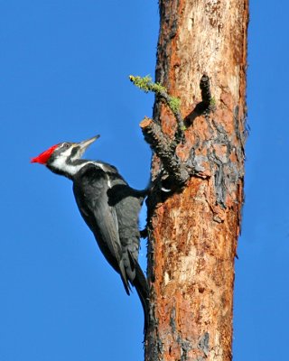 Pileated Woodpecker