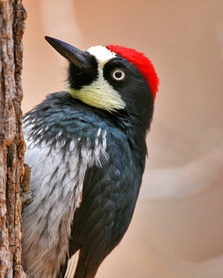 Acorn Woodpecker