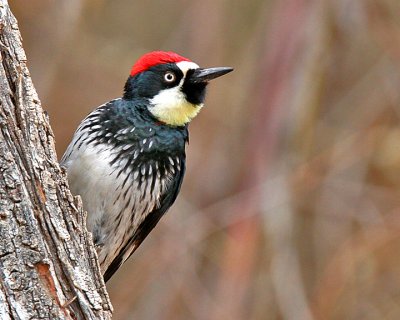 Acorn Woodpecker, male