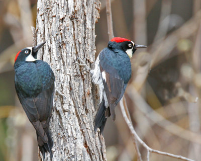 Acorn Woodpeckers, (female on left)