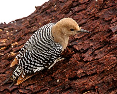 Gila Woodpecker (female)