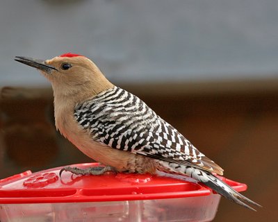 Gila Woodpecker, (male)