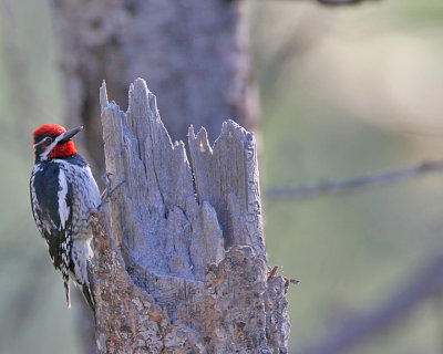 Red-naped Sapsucker