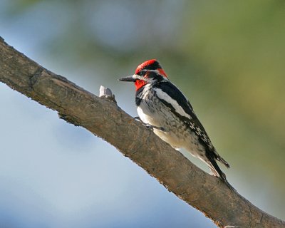 Red-naped Sapsucker