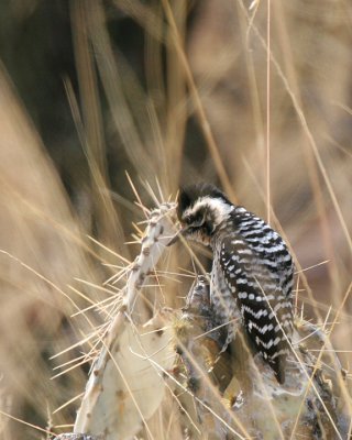 Ladder-backed Woodpecker