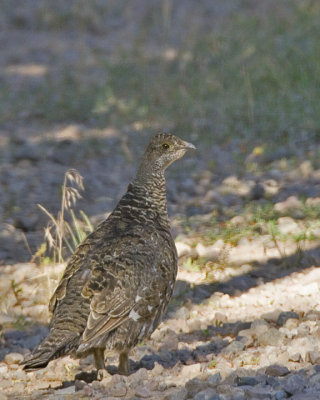 Ruffed Grouse