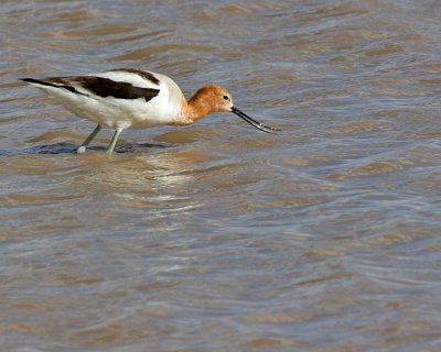 American Avocet