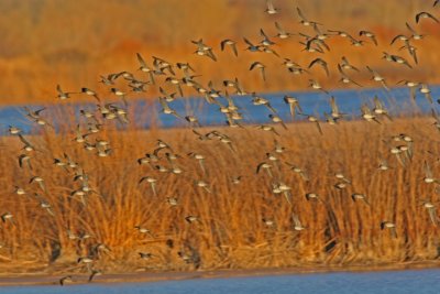 Dowitchers