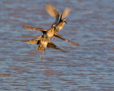 Dowitchers