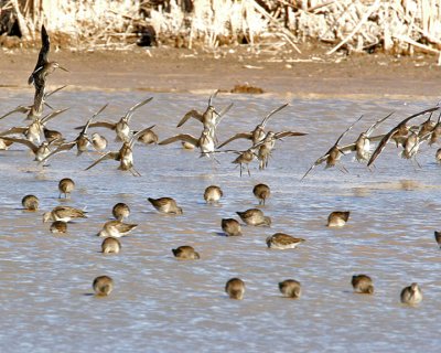 Long-billed Dowitchers