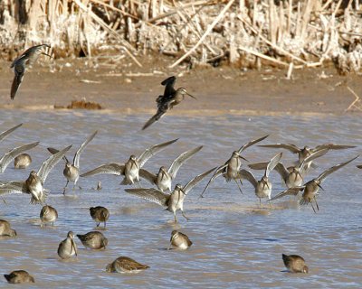 Long-billed Dowitchers