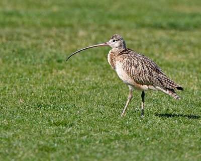 Long-billed Curlew