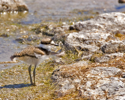 Killdeer chick