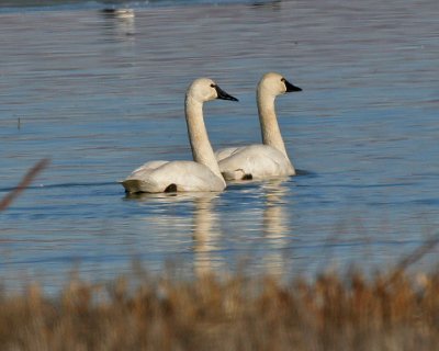 geese__swans