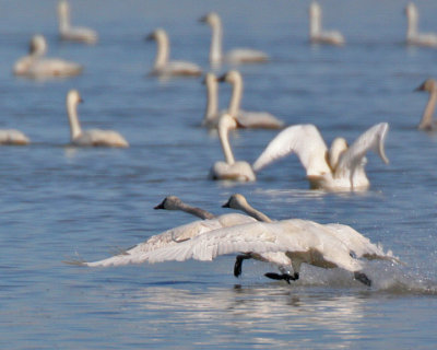 Tundra Swans