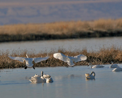 Tundra Swans