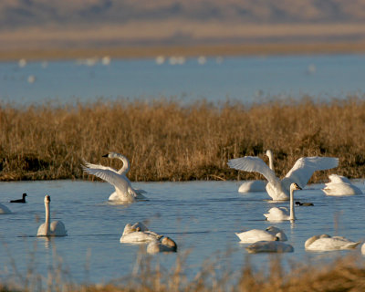 Tundra Swans