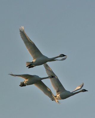 Tundra Swans