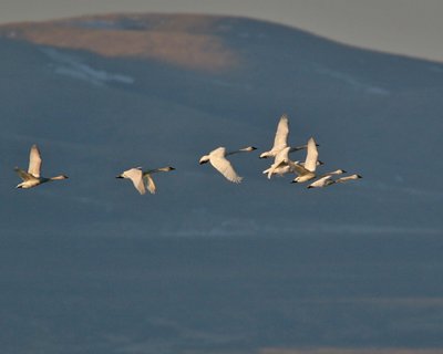 Tundra Swans