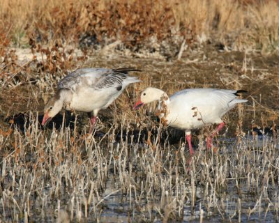 Snow Geese