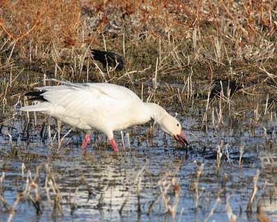 Snow Goose, (adult)